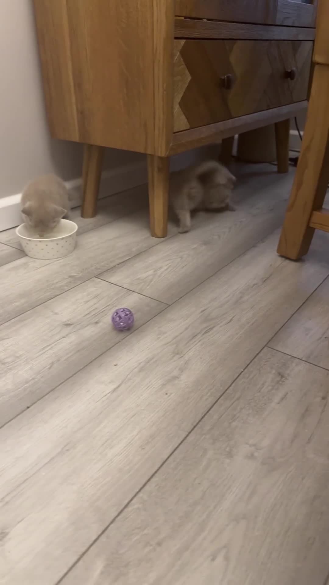 British Shorthair cats for sale: Price reduced Reg gccf Liliac BSH two female  - Video 1