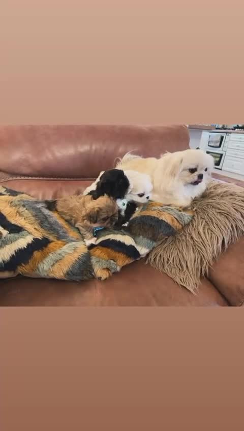 Pekingese dogs for sale: Pekingese puppy  - Video 1