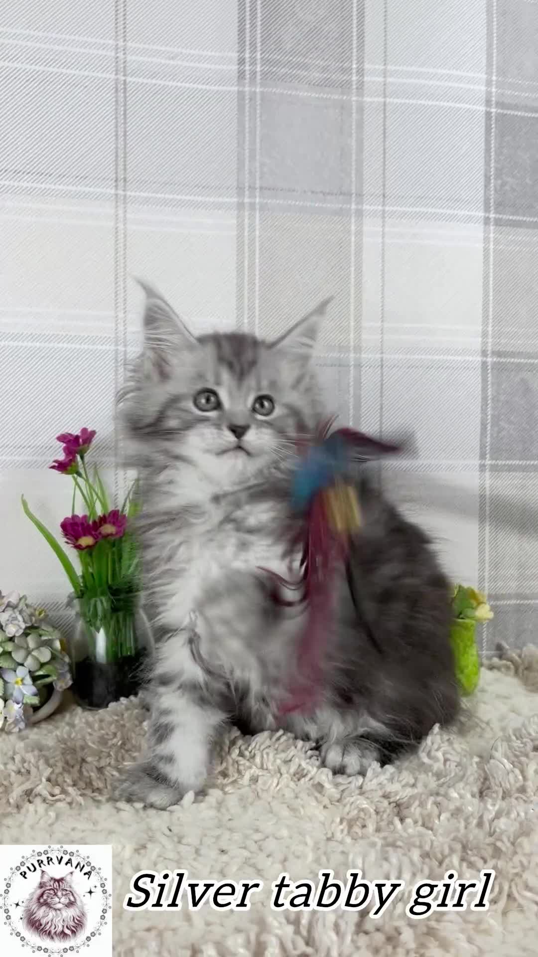 Maine Coon cats for sale: Stunning Maine coon kittens TICA registration - Video 1