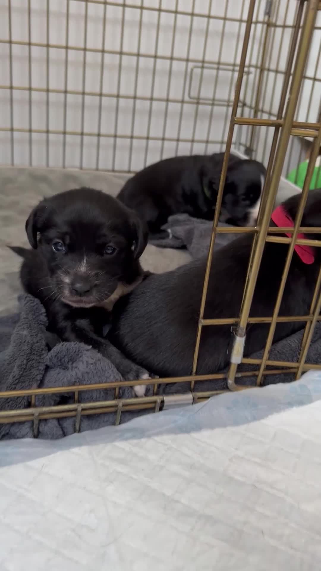 Mixed Breed dogs for sale: Beautiful puppys for sale  - Video 1