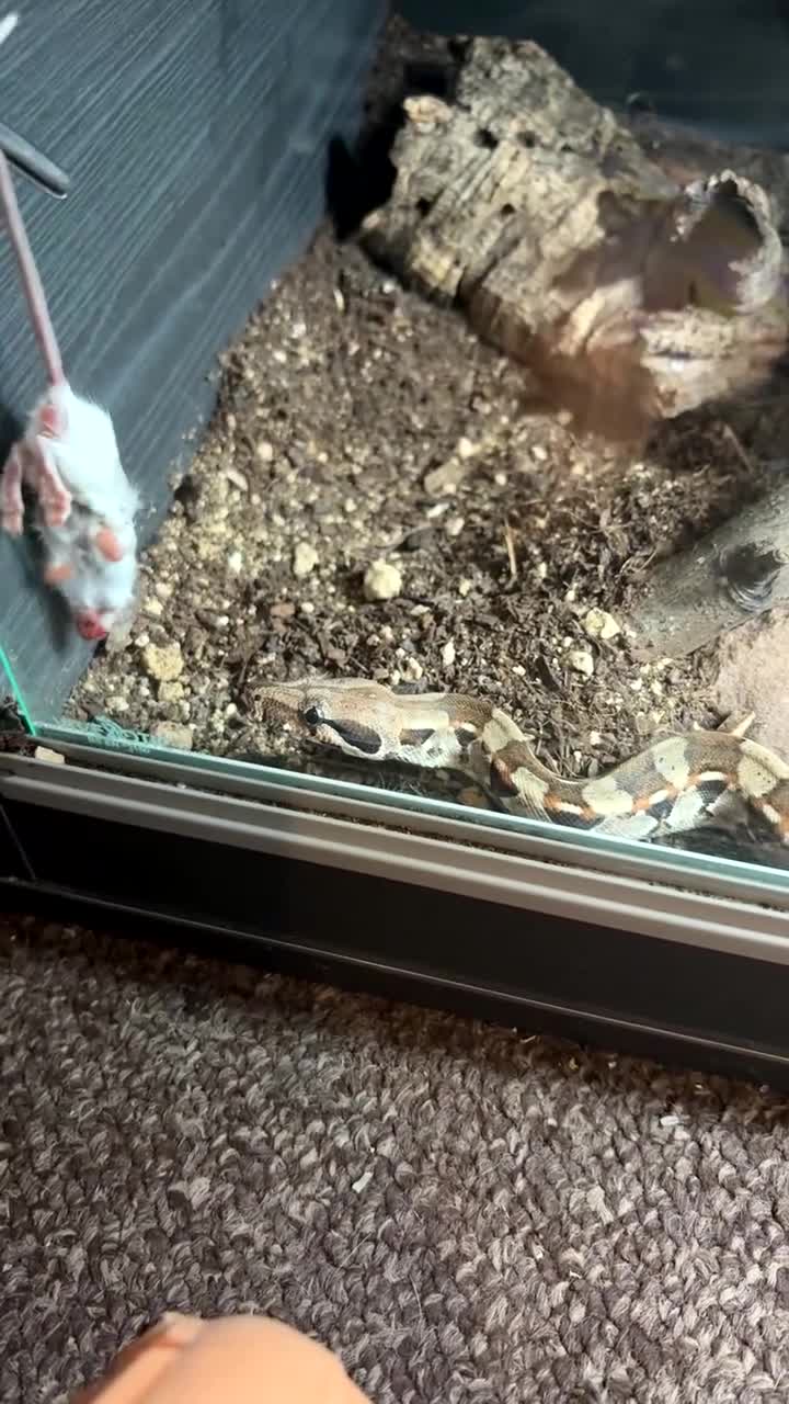 Boa Snake reptiles for sale: Male red tail boa for sale. - Video 2