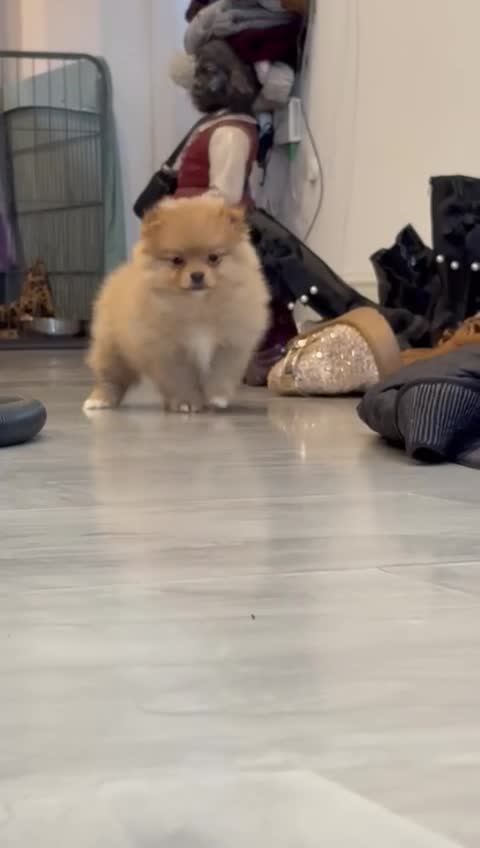 Pomeranian dogs for sale: Kc reg stunning pomeranians  - Video 1