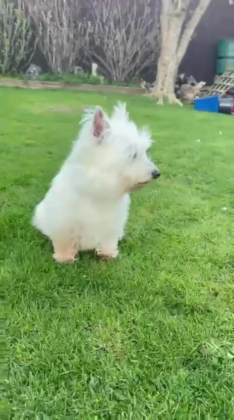 West Highland Terrier dogs for sale: West Highland terrier female in need new home - Video 1