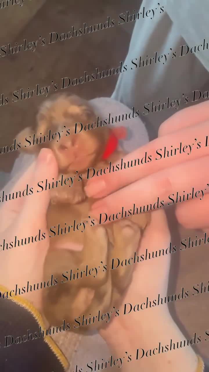 Miniature Dachshund dogs for sale: Longhaired Miniature Dachshunds KC Registered  - Video 1