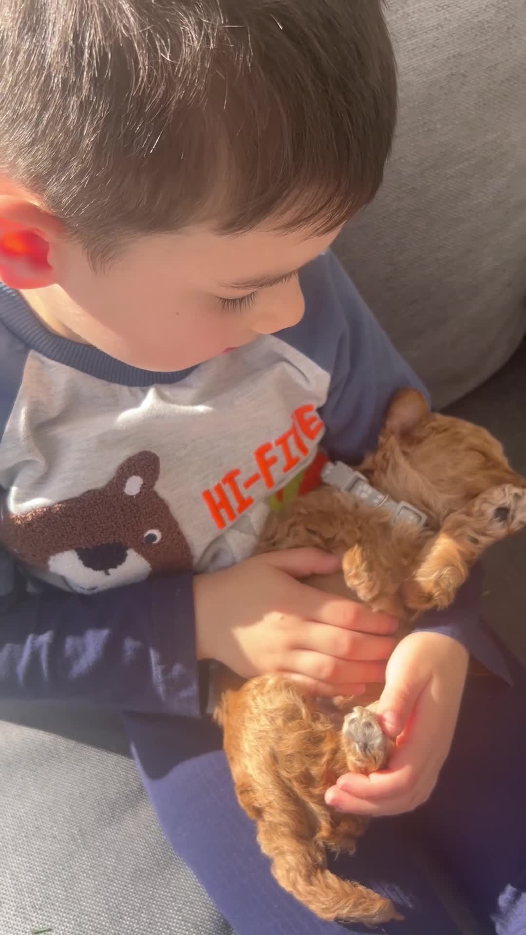 Cavapoo dogs for sale: STUNNING DNA Health tested F1b Cavapoos  - Video 1