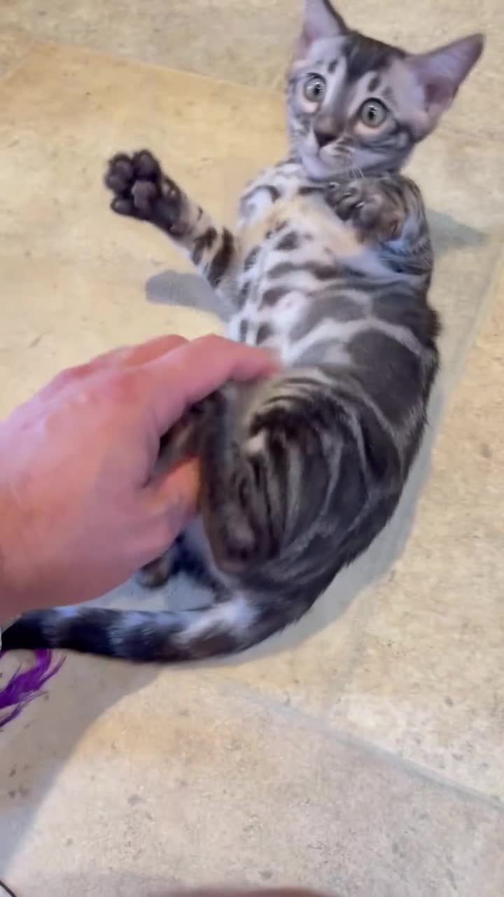 Bengal cats for sale: Rare Bengal Kittens Black, Smoke & Charcoal - Video 2