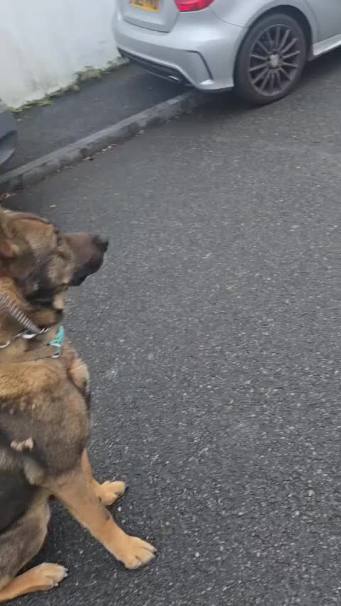 Belgian Shepherd Dog dogs for sale: Diesel - Video 1