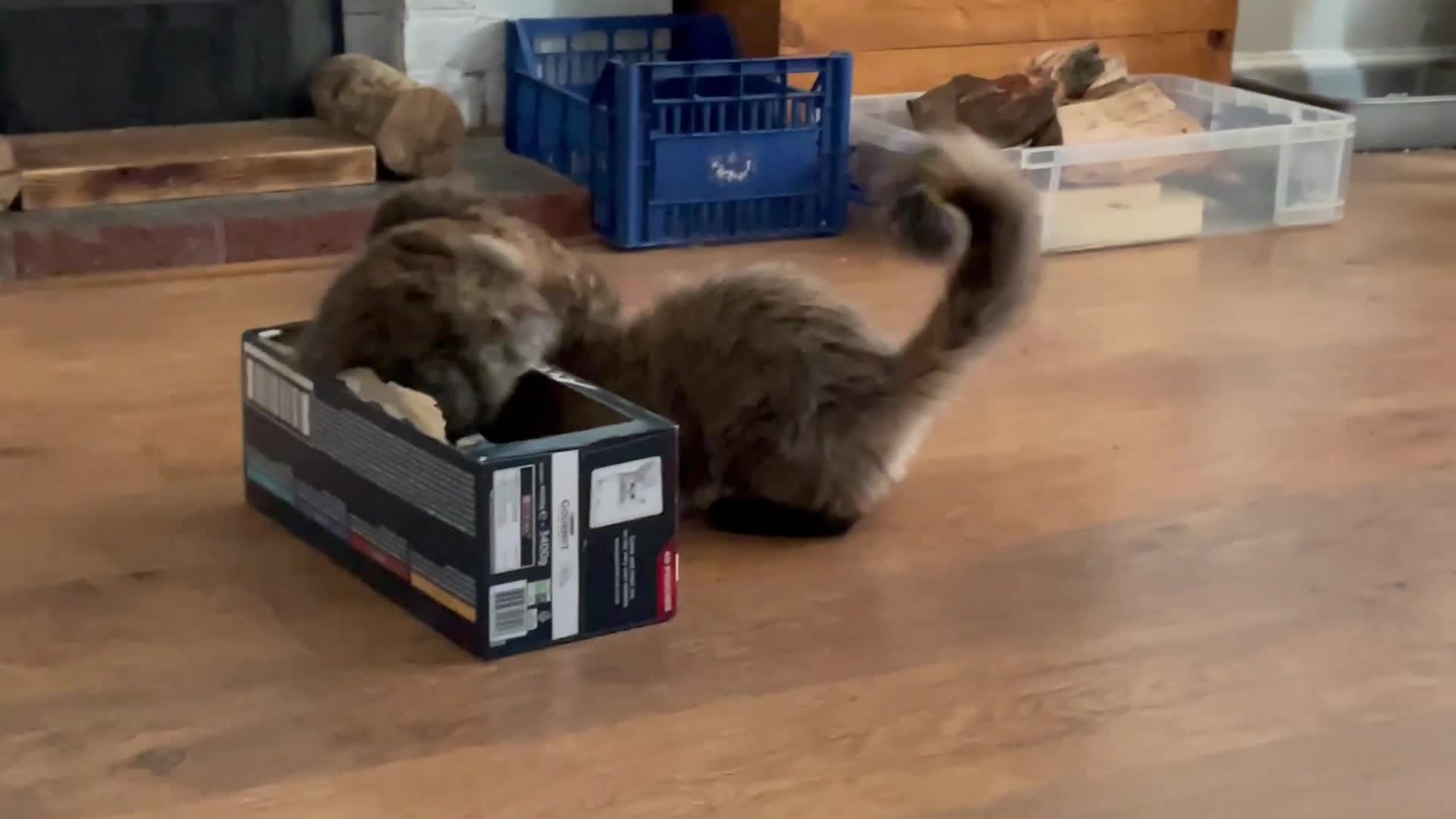 Maine Coon cats for sale: Maine Coon purebred girls - Video 1