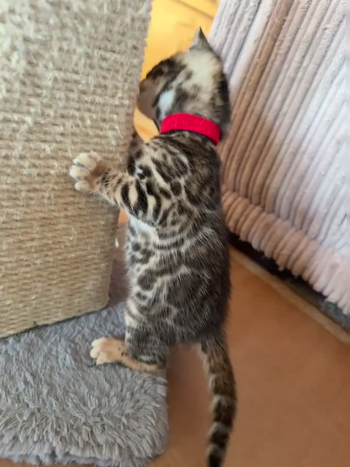 Bengal cats for sale: Stunning TICA registered Bengal kittens - Video 2