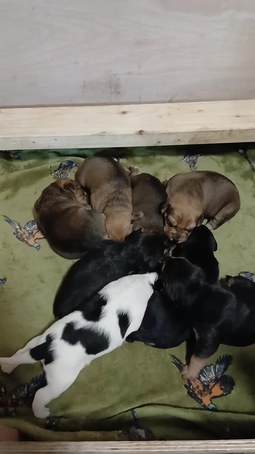 Mixed Breed dogs for sale: Beagle x lakeland  - Video 1