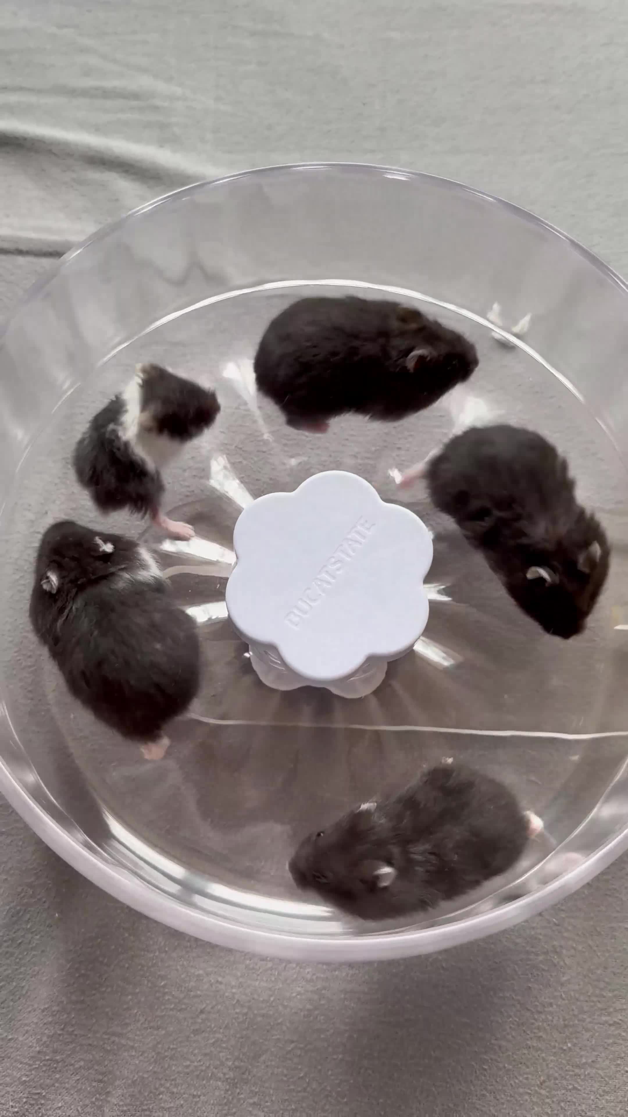 Hamster rodents for sale: Winter White Mix Litter - Video 3