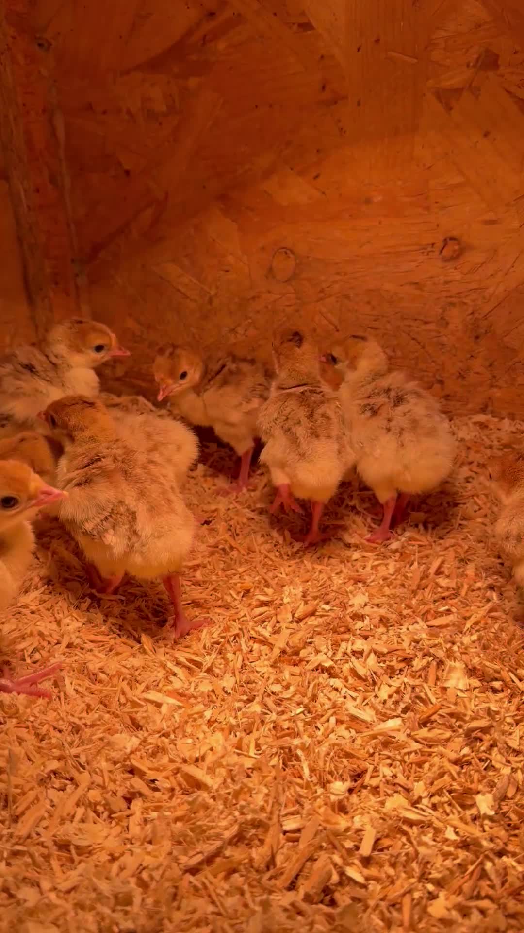 Turkeys poultry for sale: Bourbon Red & Bronze Turkey poults  - Video 1