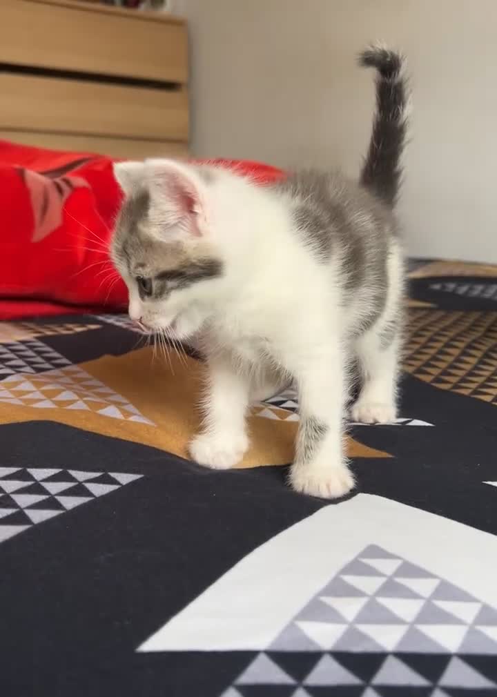 Mixed Breed cats for sale: 2 Adorable kittens  - Video 3