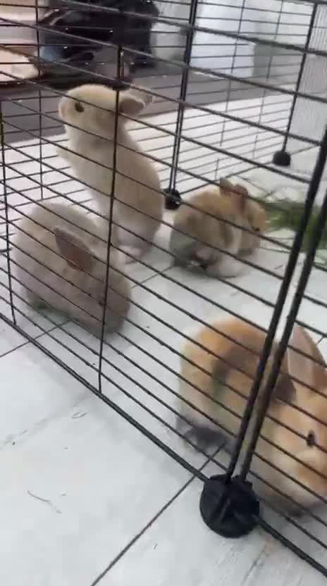 Mini Lop rabbits for sale: Beautiful mini lop bunnies  - Video 1