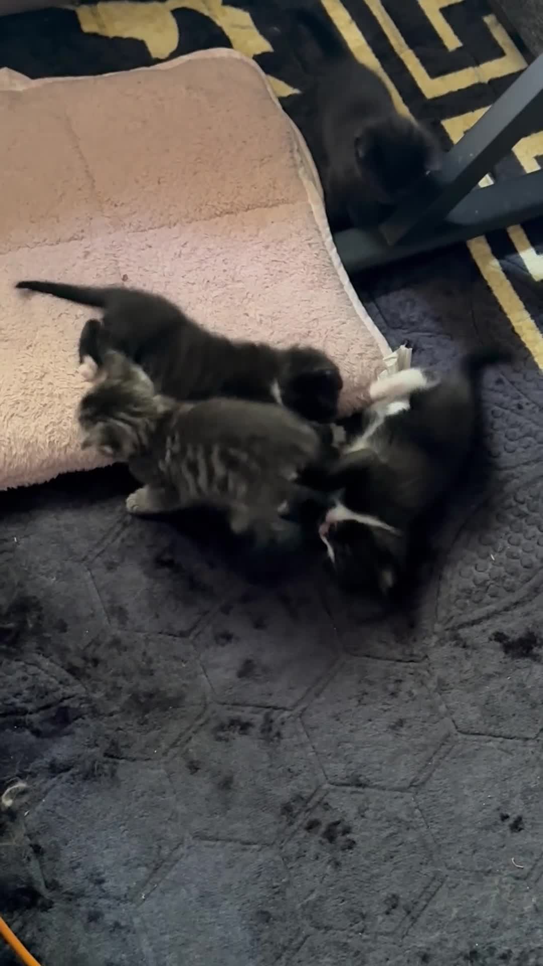 Mixed Breed cats for sale: 4 Gorgeous and playful kittens - Video 2