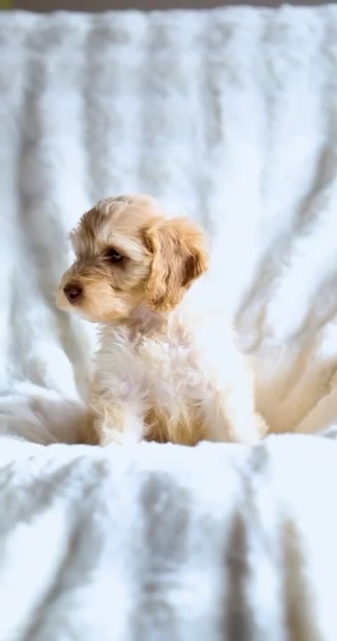 Cockapoo dogs for sale: Extensively health tested Cockapoo puppy’s  - Video 1