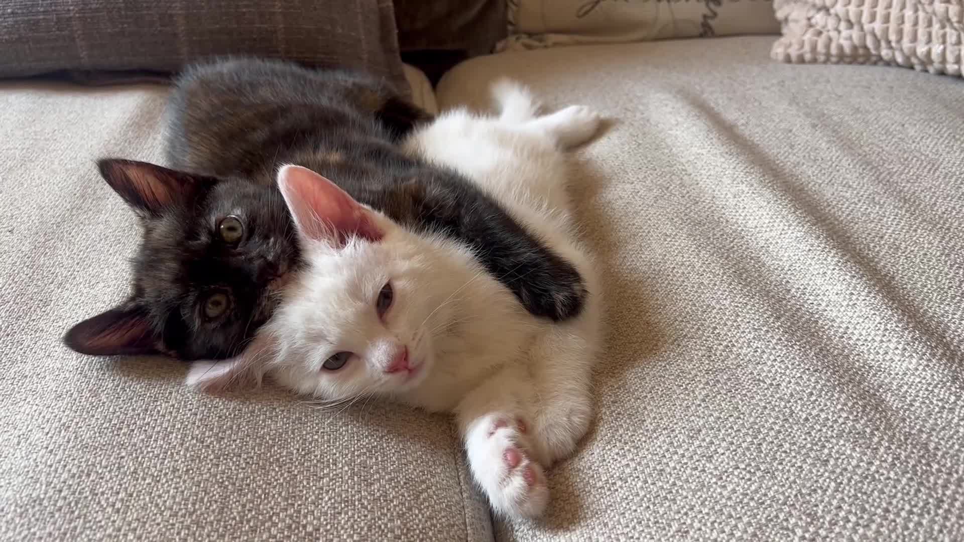 British Longhair cats for sale: 2 adorable kittens looking for their forever home - Video 1