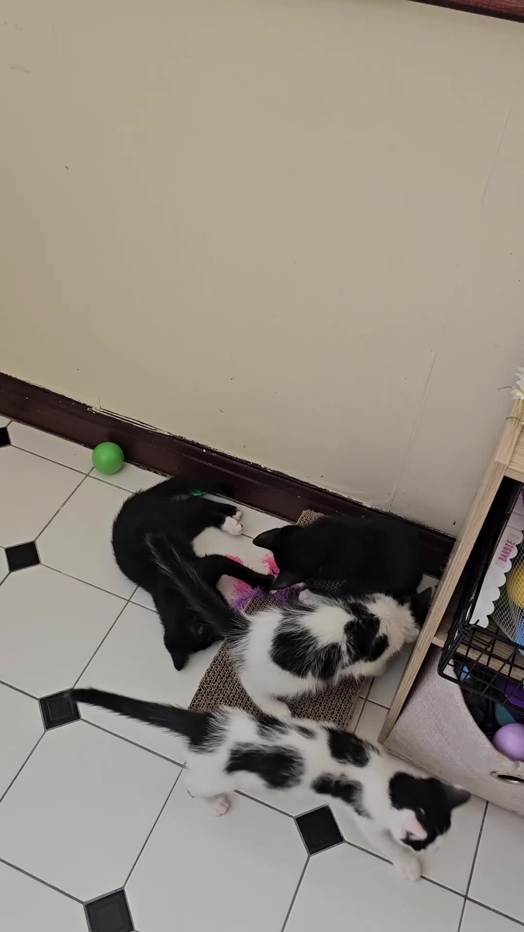 Mixed Breed cats for sale: Kittens for sale  - Video 1