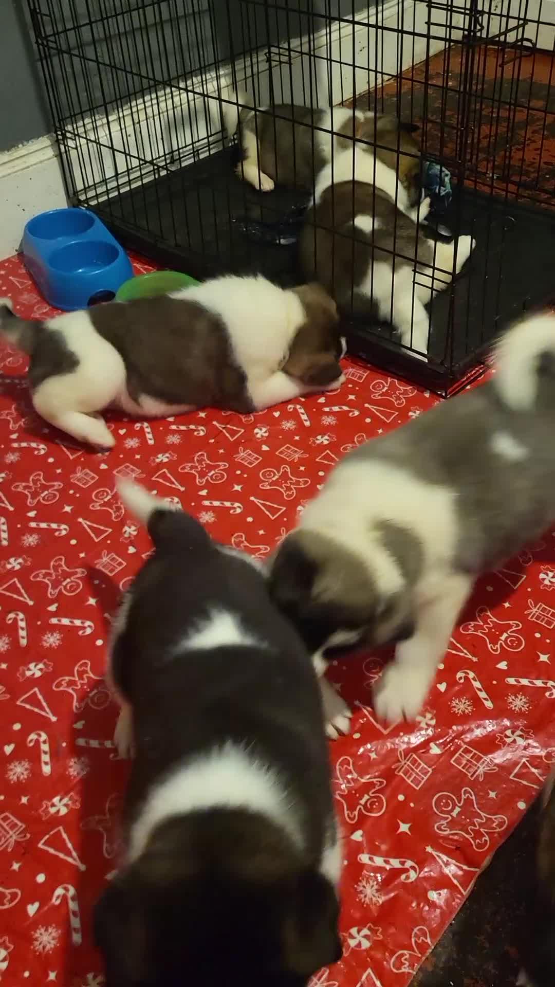 Akita dogs for sale: Ready to leave now. American Akita Puppies 🐾 - Video 1