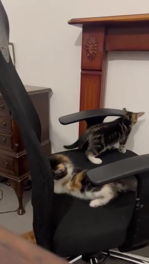American Shorthair cats for sale: Playful Kittens Looking for Forever Homes - Video 1