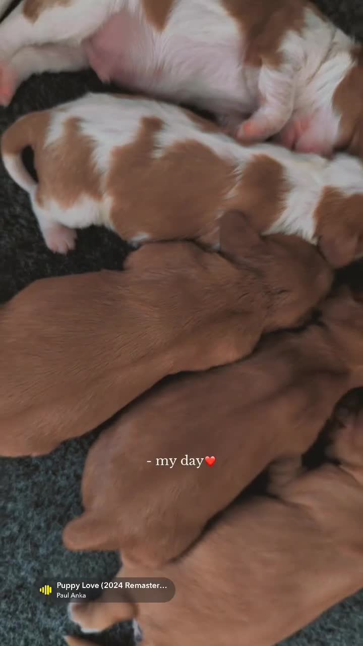 Cavalier King Charles Spaniel dogs for sale: Beautiful Cavalier King Charles puppies in Swansea - Video 1