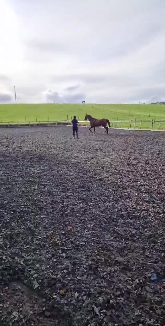 Irish Thoroughbred horses for sale: Unraced TB Gelding “Arthur” - Video 1