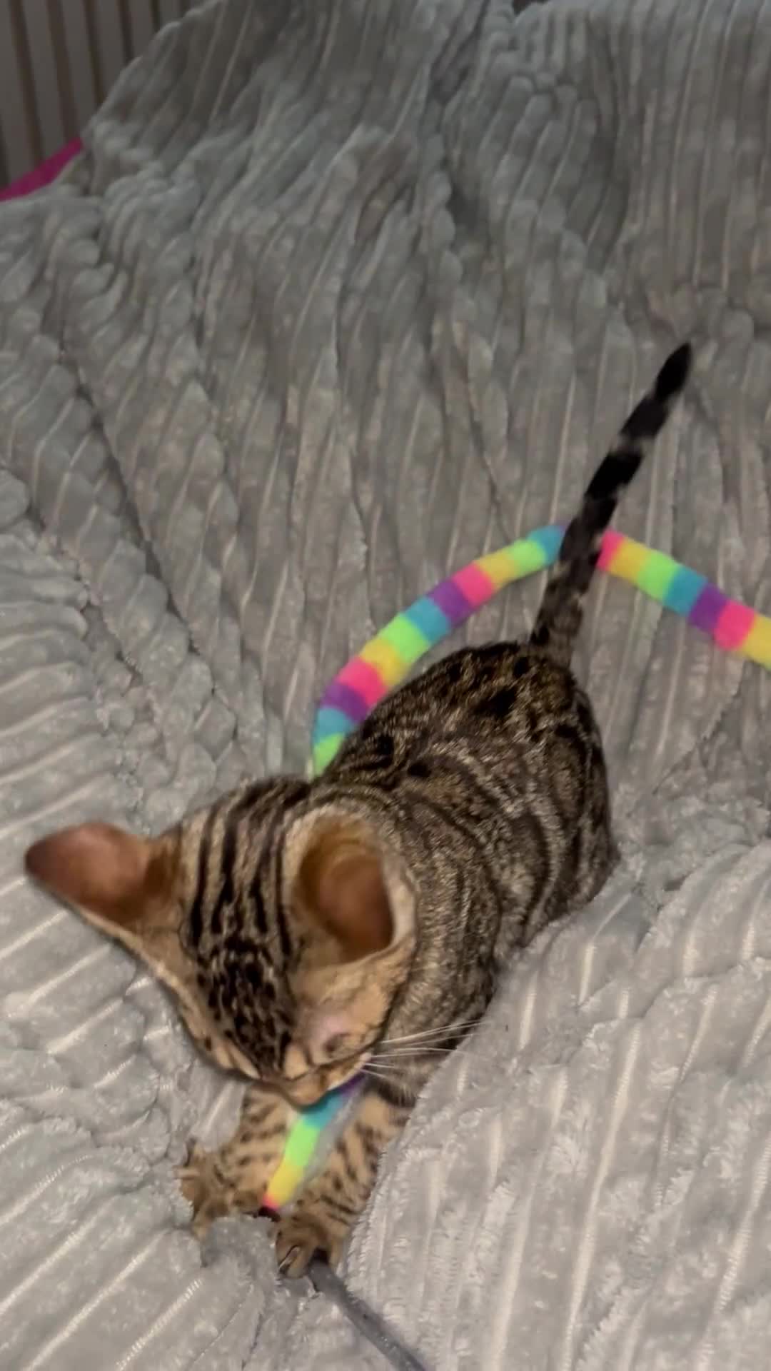 Bengal cats for sale: TICA stunning female Bengal  - Video 4