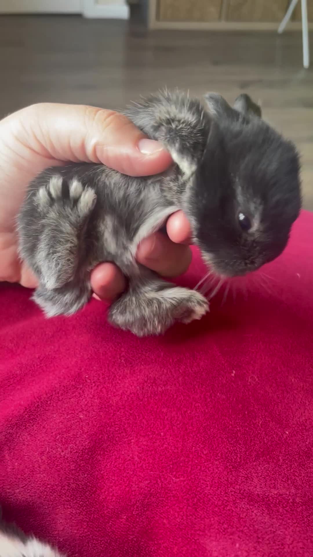 Mini Lop rabbits for sale: Rabbit's available now  - Video 3