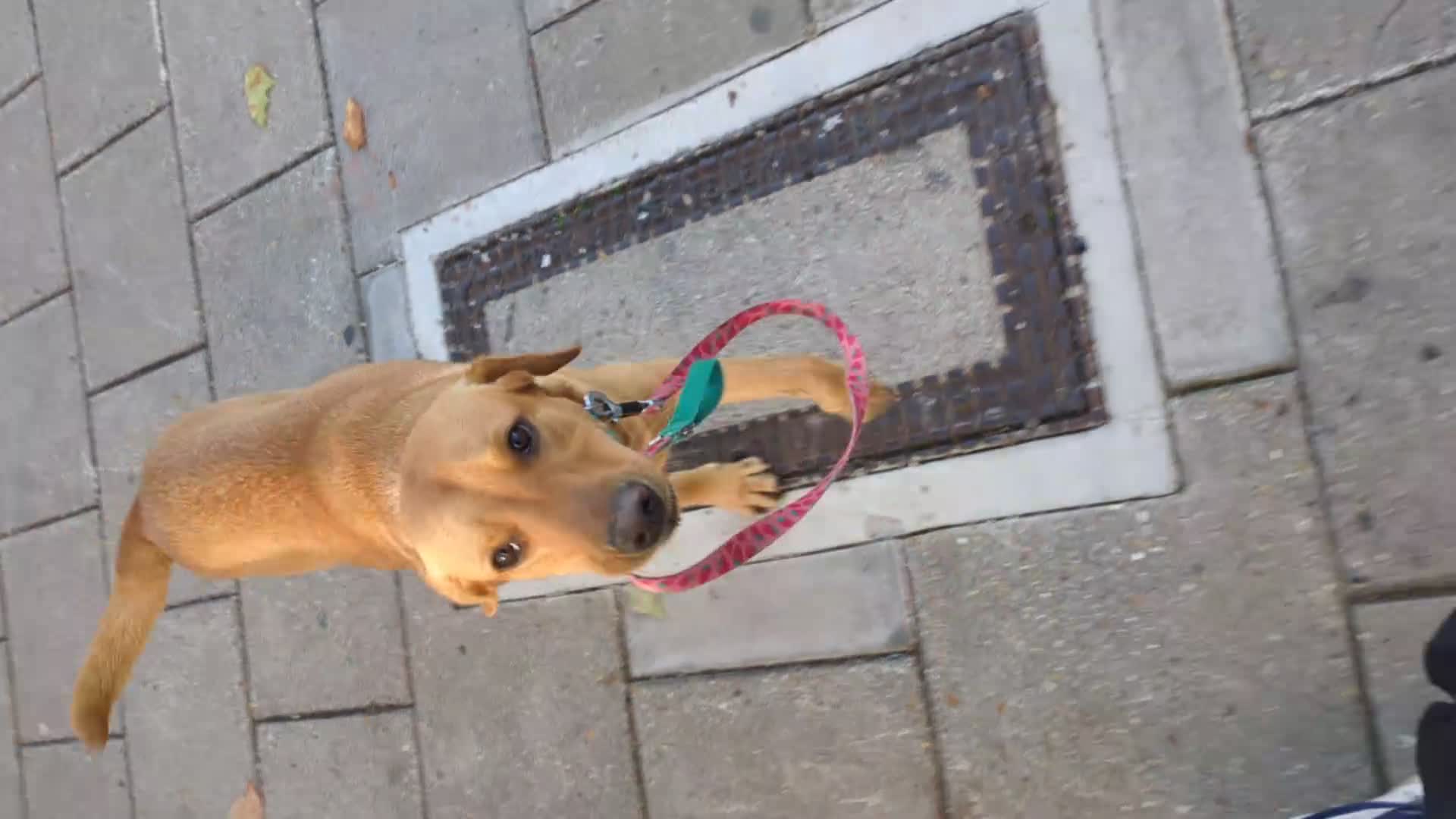 Labrador Retriever dogs for sale: Missy ✨ - Video 1