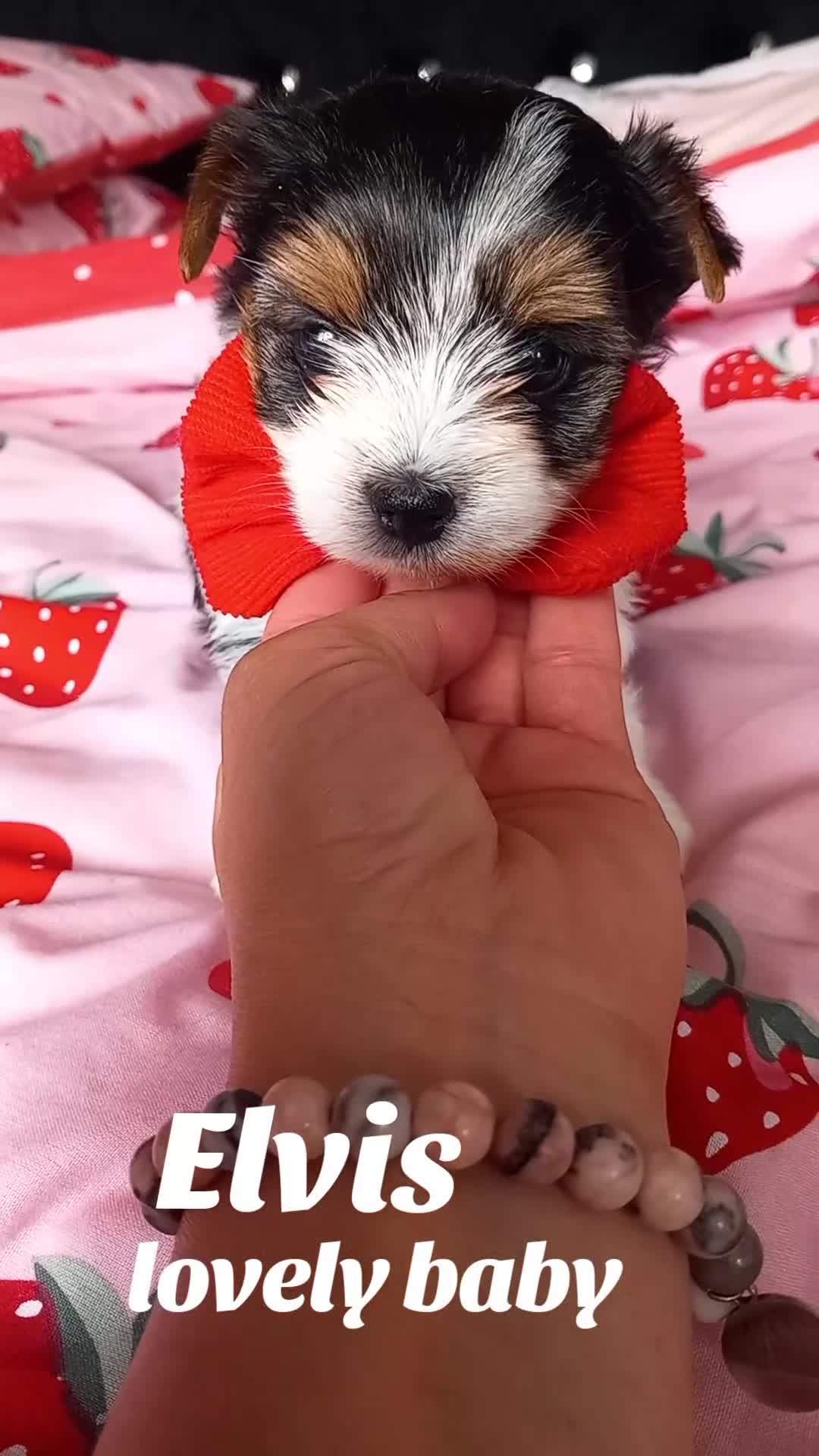 Biewer Terrier dogs for sale: Beautiful unique MINI biewer terrier 1 girl left - Video 3