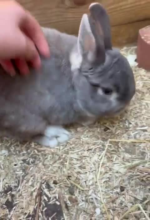 Netherland Dwarf rabbits for sale: Male rabbit for sale  - Video 3