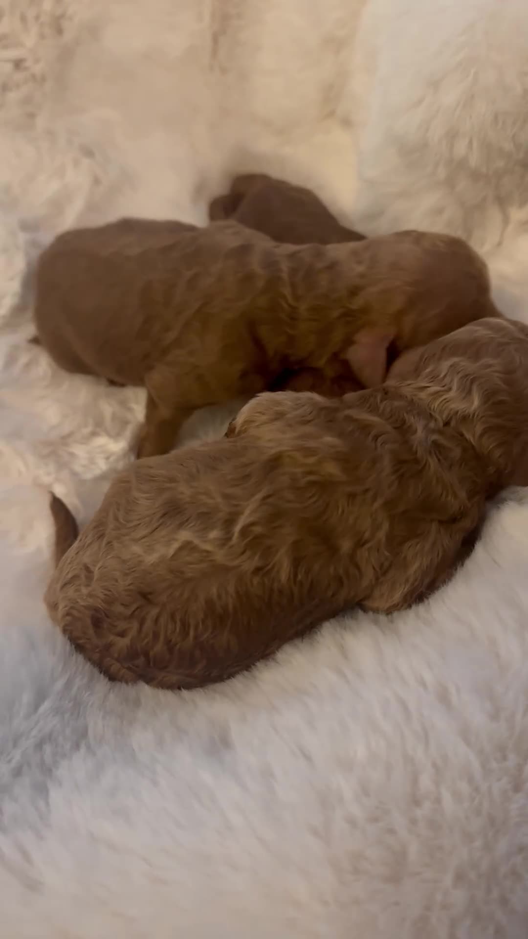 Cavapoo dogs for sale: 🐶🌸Stunning F1b Toy Cavapoo’s dark fox red 🐾 - Video 1