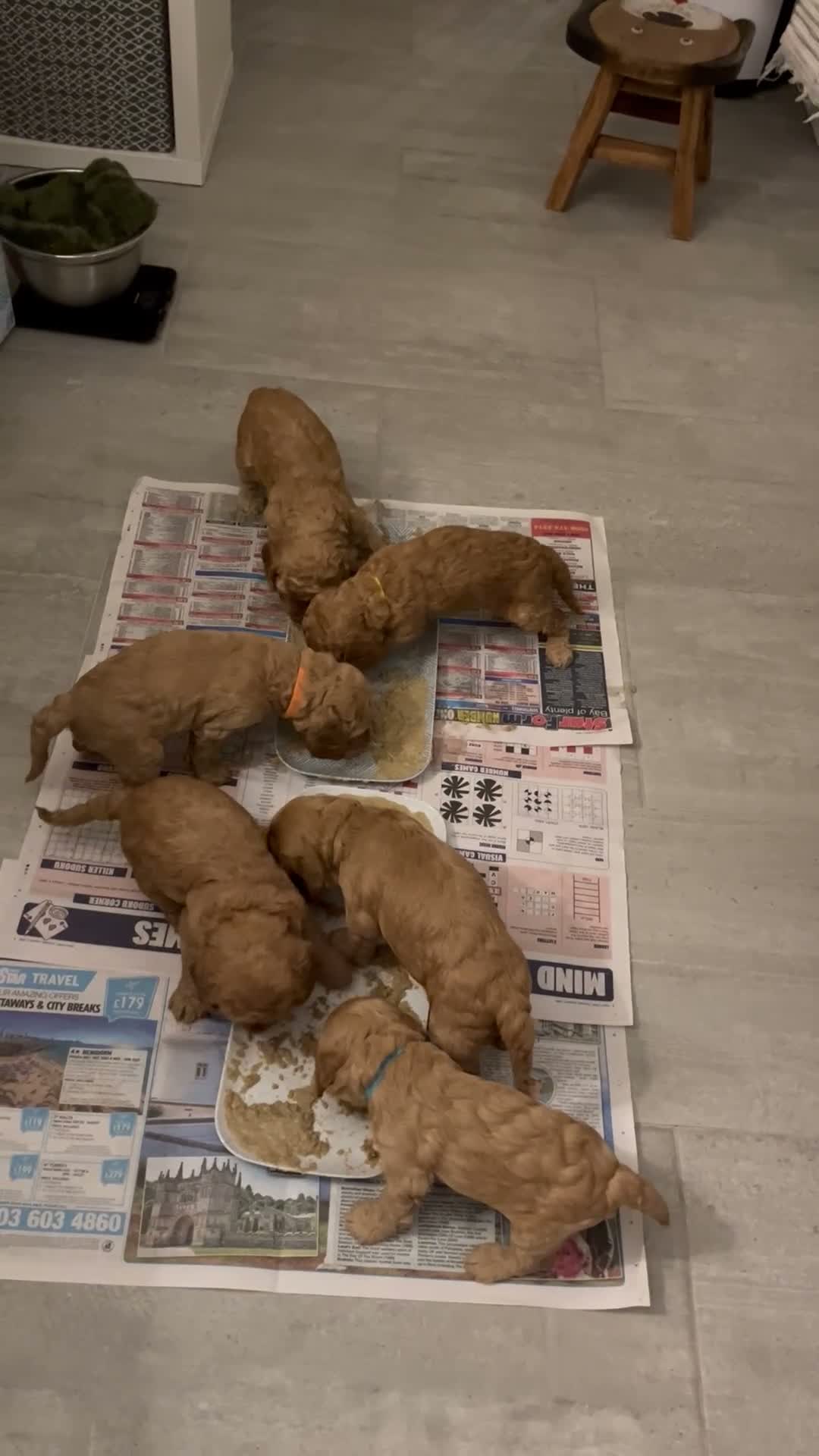 Cockapoo dogs for sale: X6 Cockapoo Puppies in Swindon - Video 2