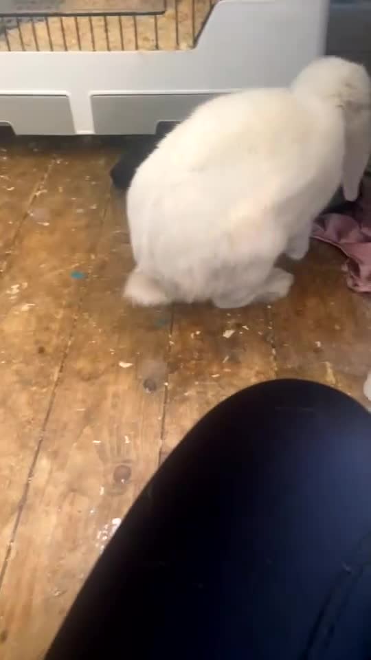 English Lop rabbits for sale: Rabbit for sale - Video 2