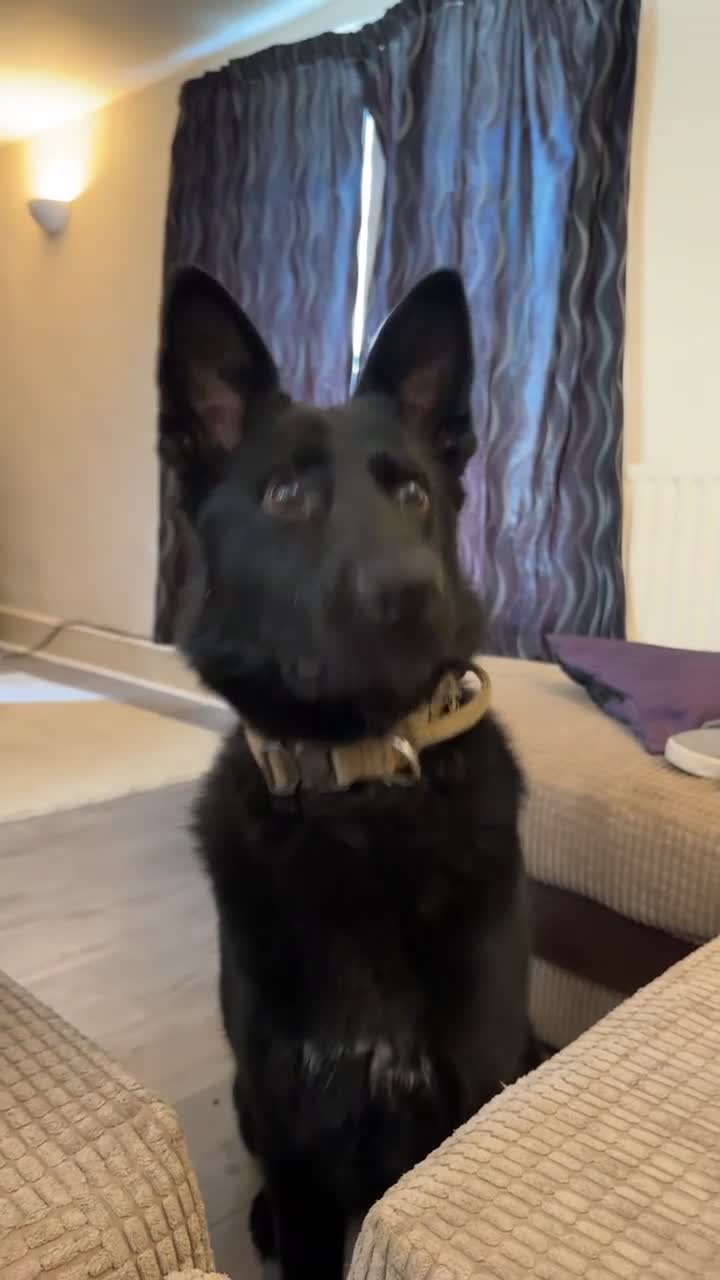 German Shepherd dogs for sale: Working line GSD  - Video 2