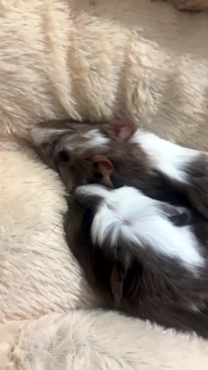 Guinea Pig rodents for sale: Pickle and bean  - Video 3