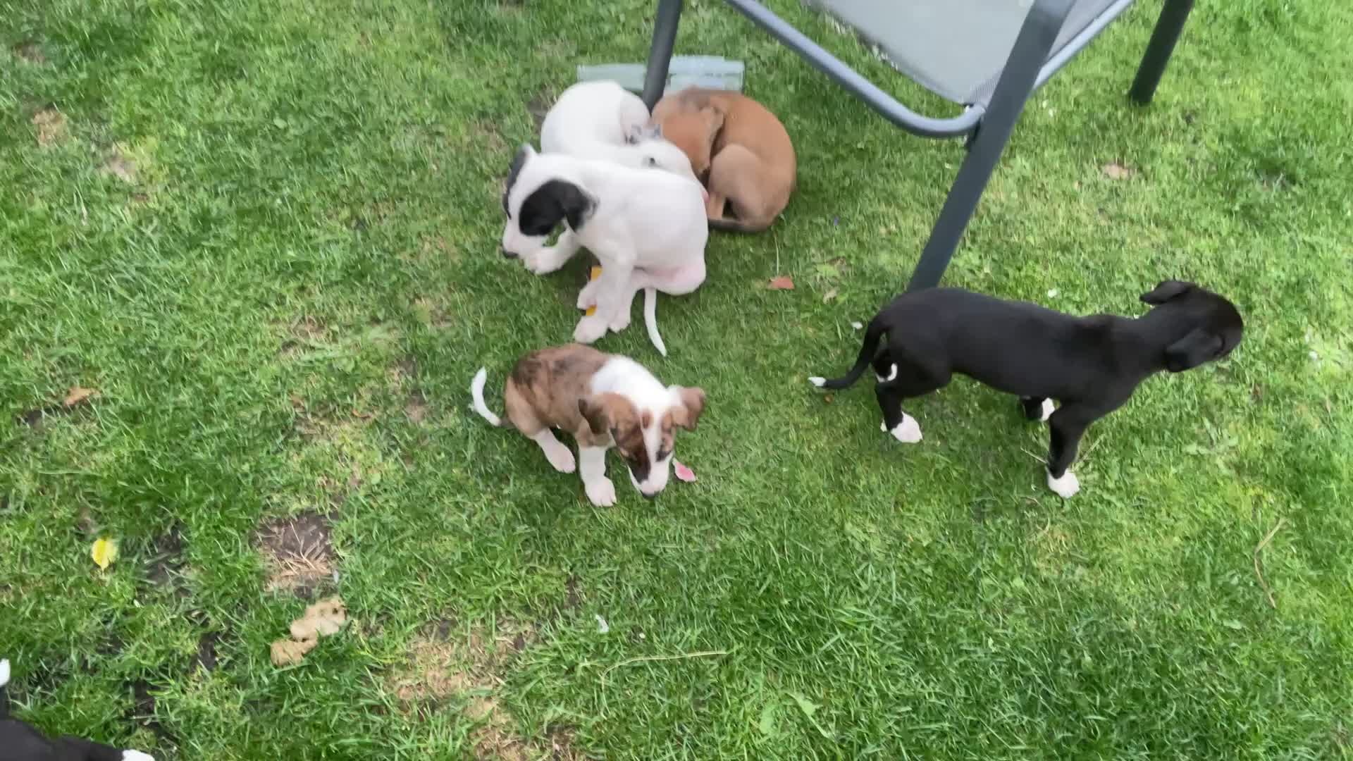 Mixed Breed dogs for sale: Lurcher pups - Video 1