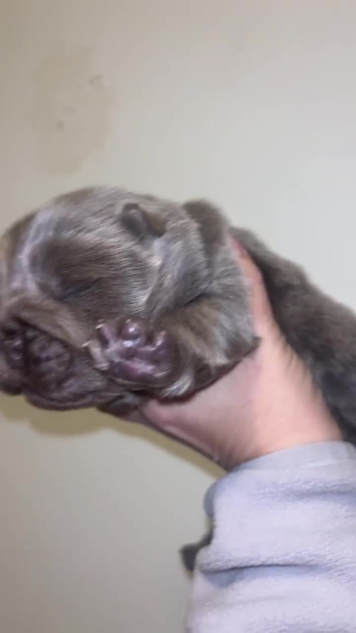 Chow Chow dogs for sale: Lilac Merle and lilac chow chow puppies for sale  - Video 5