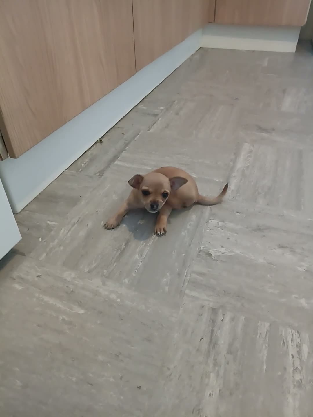 Chihuahua dogs for sale: Mr chivauva - Video 2