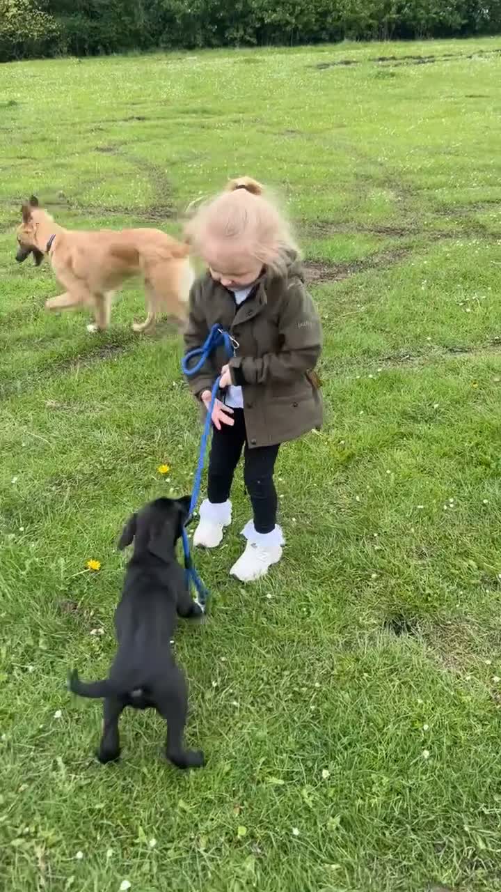 Mixed Breed dogs for sale: Poppy in Crook - Video 1