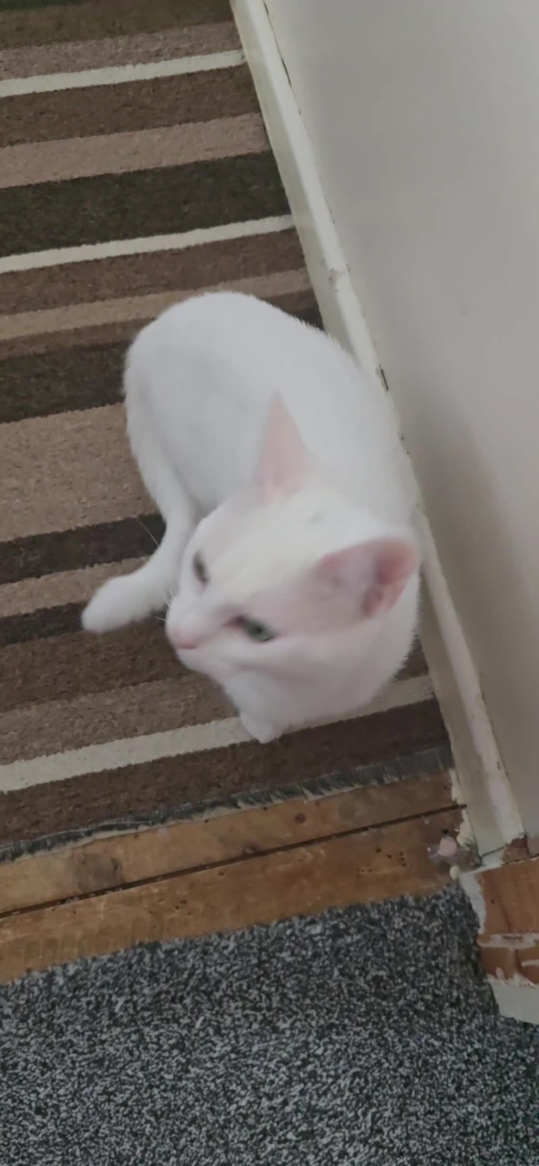 Turkish Angora cats for sale: Loki  - Video 1