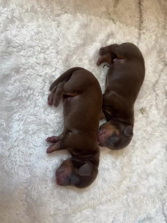 Miniature Dachshund dogs for sale: Two chocolate males in St Albans - Video 1