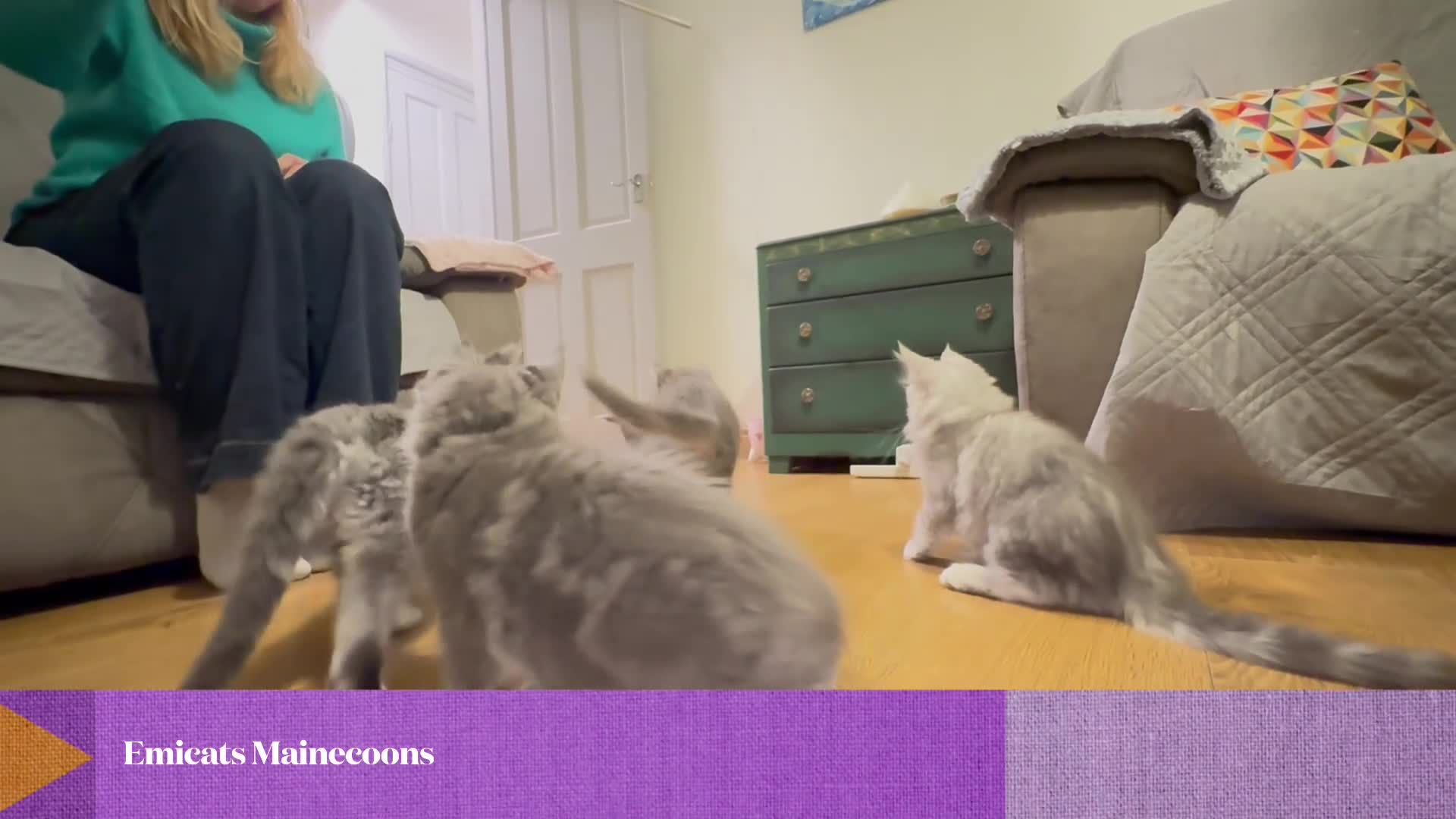 Maine Coon cats for sale: Mainecoon kittens TICA REGISTERED stunning - Video 4