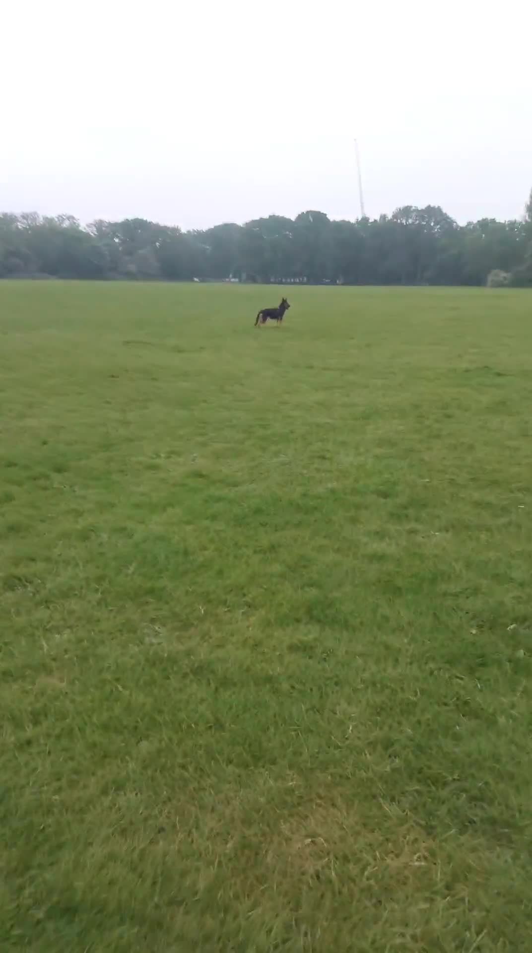 German Shepherd dogs for sale: 7 MONTH MALE GERMAN SHEPHERD in London - Video 1