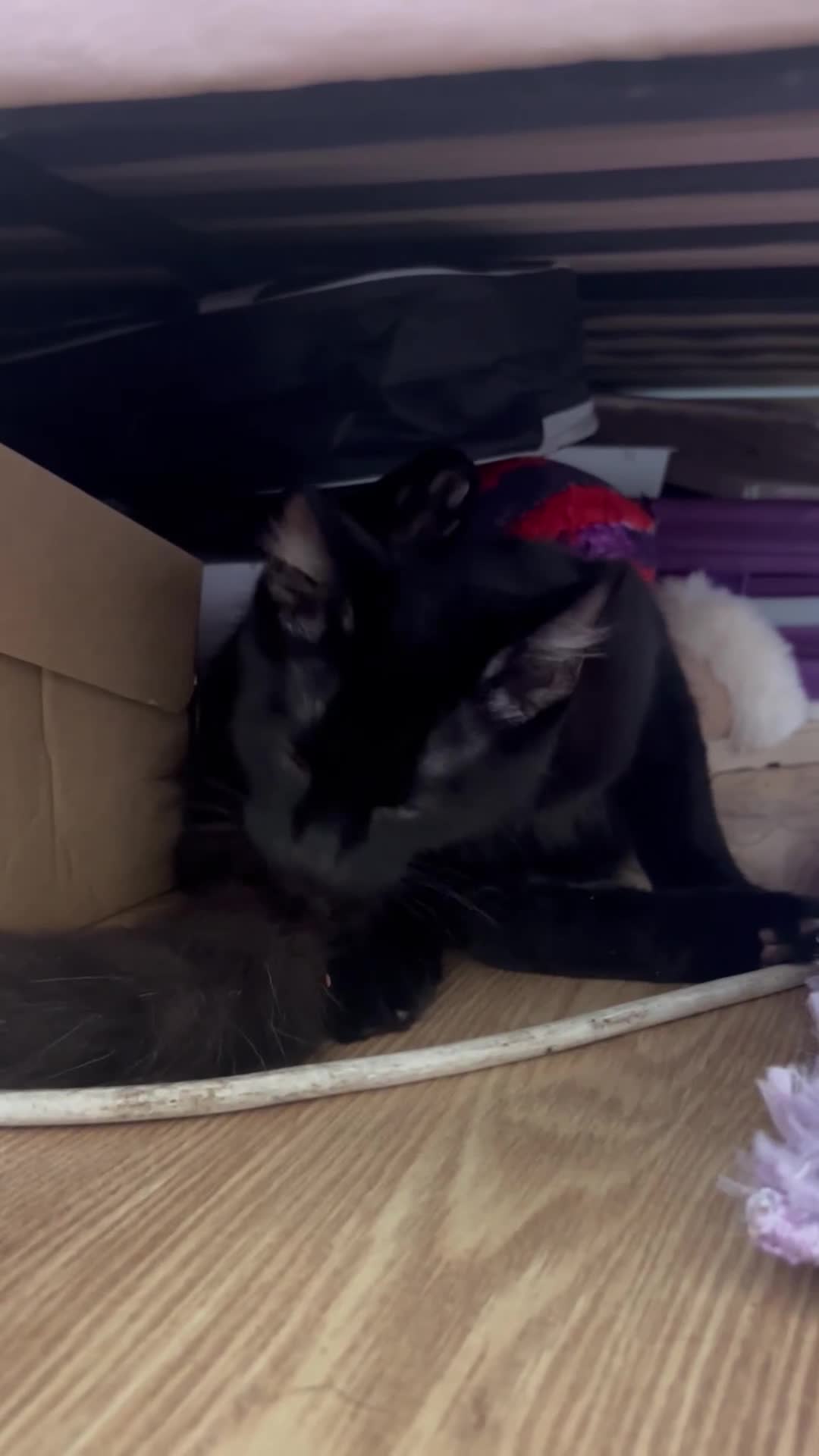American Shorthair cats for sale: american x british shorthair  - Video 1