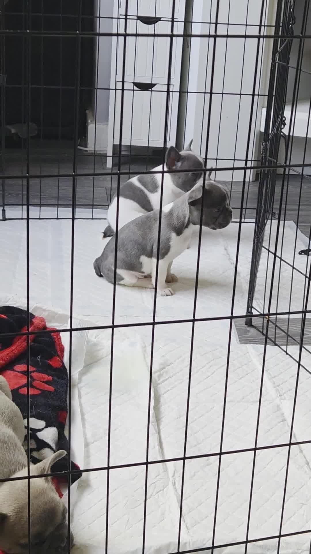 French Bulldog dogs for sale: 4 french bulldog pups READY FROM 16TH AUGUST - Video 4