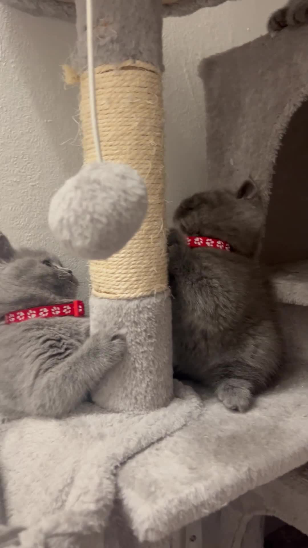British Shorthair cats for sale: kittens for a new home Forever - Video 1