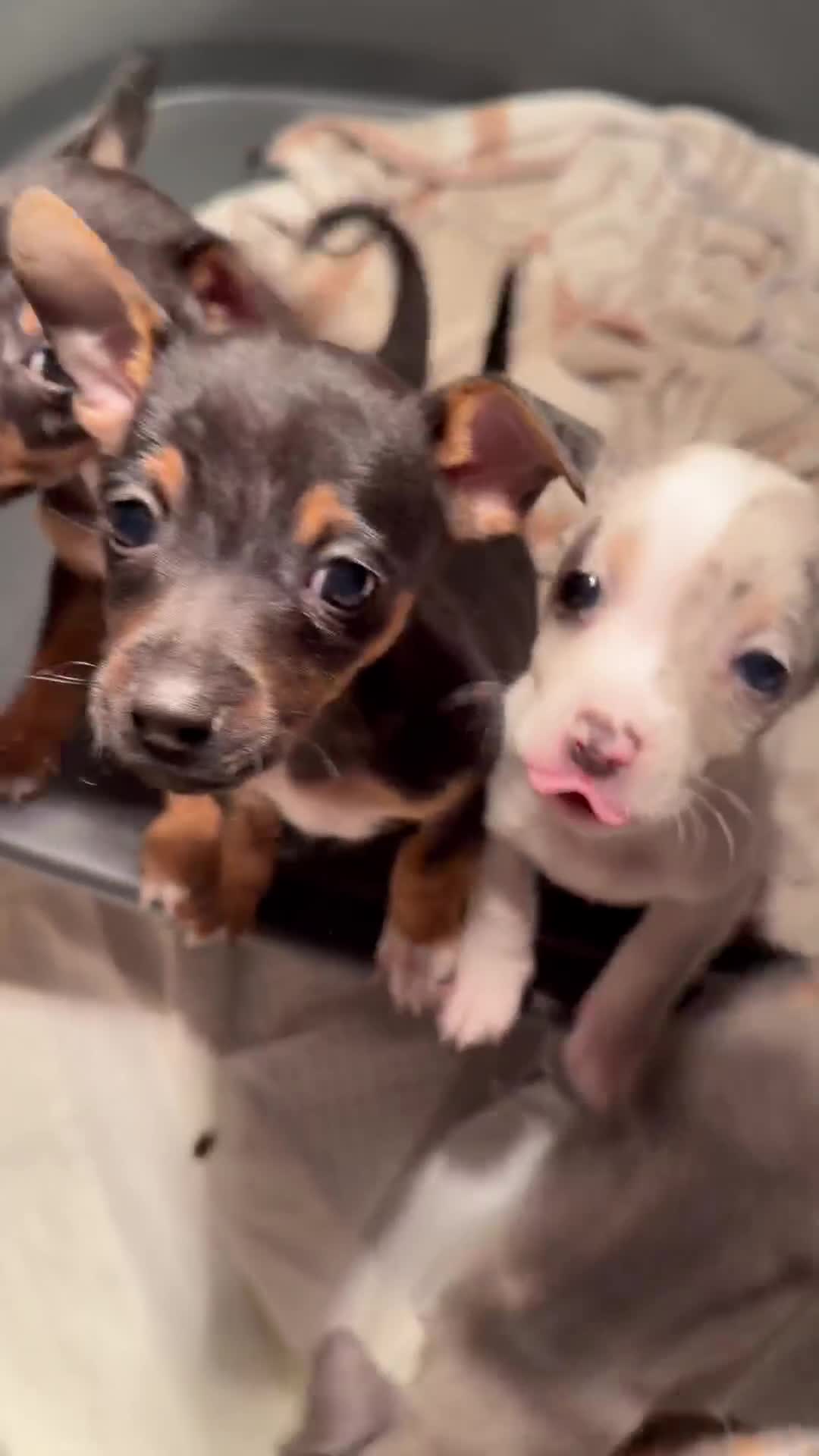 Jack Russell dogs for sale: 3 left!!! Jackrussle puppies - Video 1