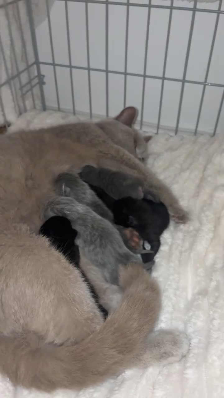 British Shorthair cats for sale: British shorthair kittens 🩷💙 - Video 1