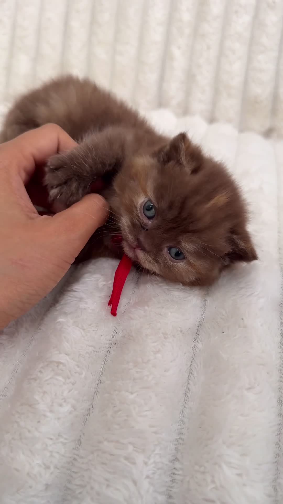 British Shorthair cats for sale: British Shorthair Kittens | Pet Homes Only 🤍 - Video 4